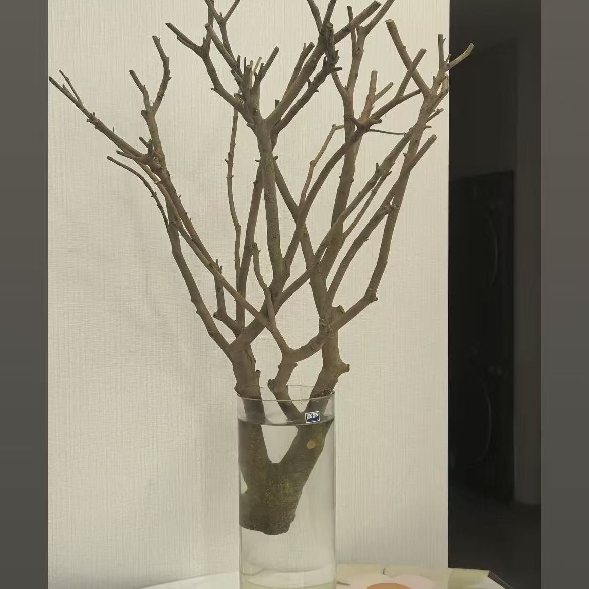 【一物一拍】水培鲜切小叶女贞绿植四季常青好养适合懒人