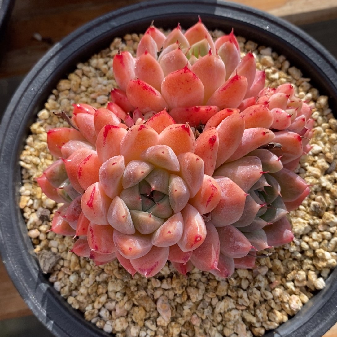 自助下单一物一拍，下滑链接多种品种多肉