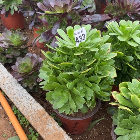 433绿羊绒不包断枝