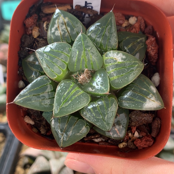 翠虎一物一拍带盆