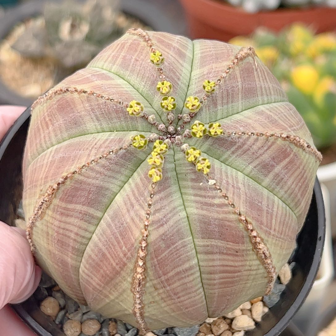 实生 欧系布纹球7.5厘米