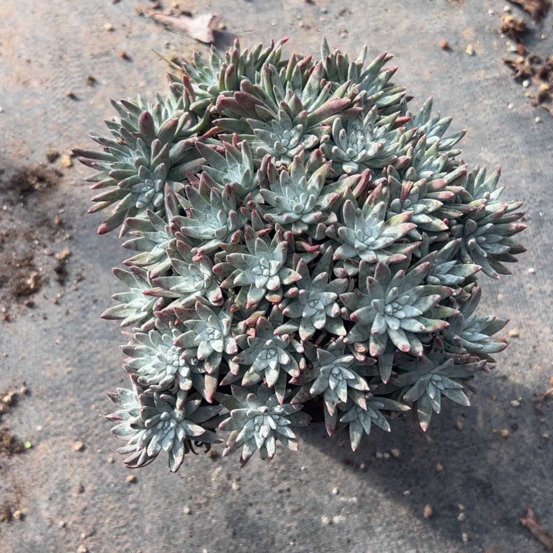 D***沙谢谢哥～一物一拍1928