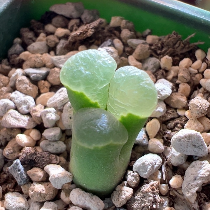 w178。一般福利小怪物。 