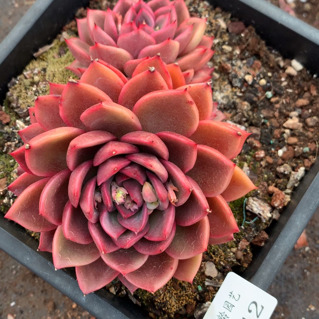 142杂交多肉12冠幅