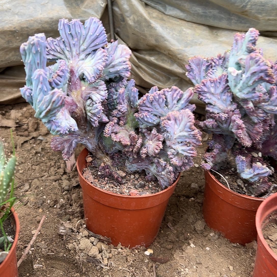多肉植物龙神木缀化