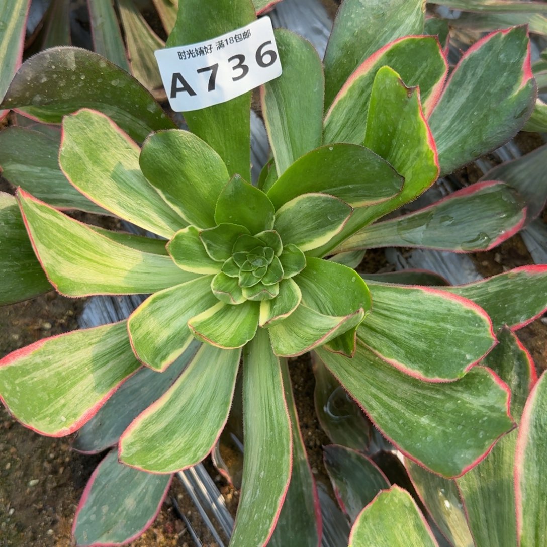 翥***翥736恶魔之眼。多肉植物