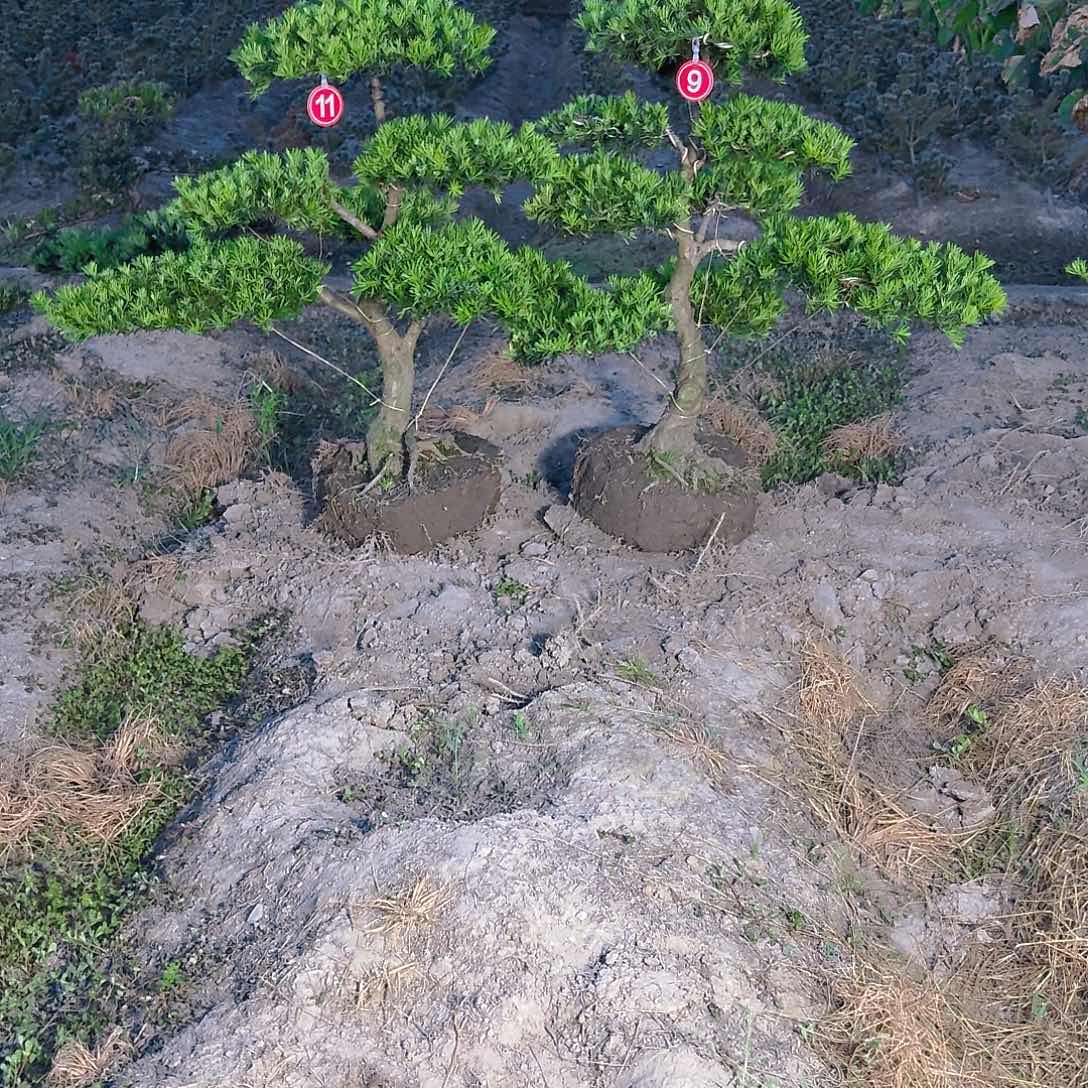 用***舟大部分花苞少量开放