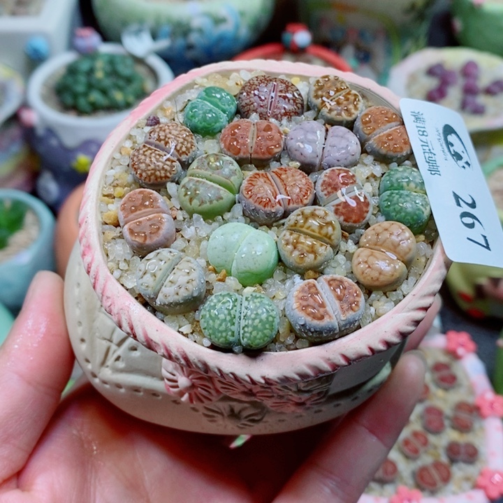 生石花花花花花花267