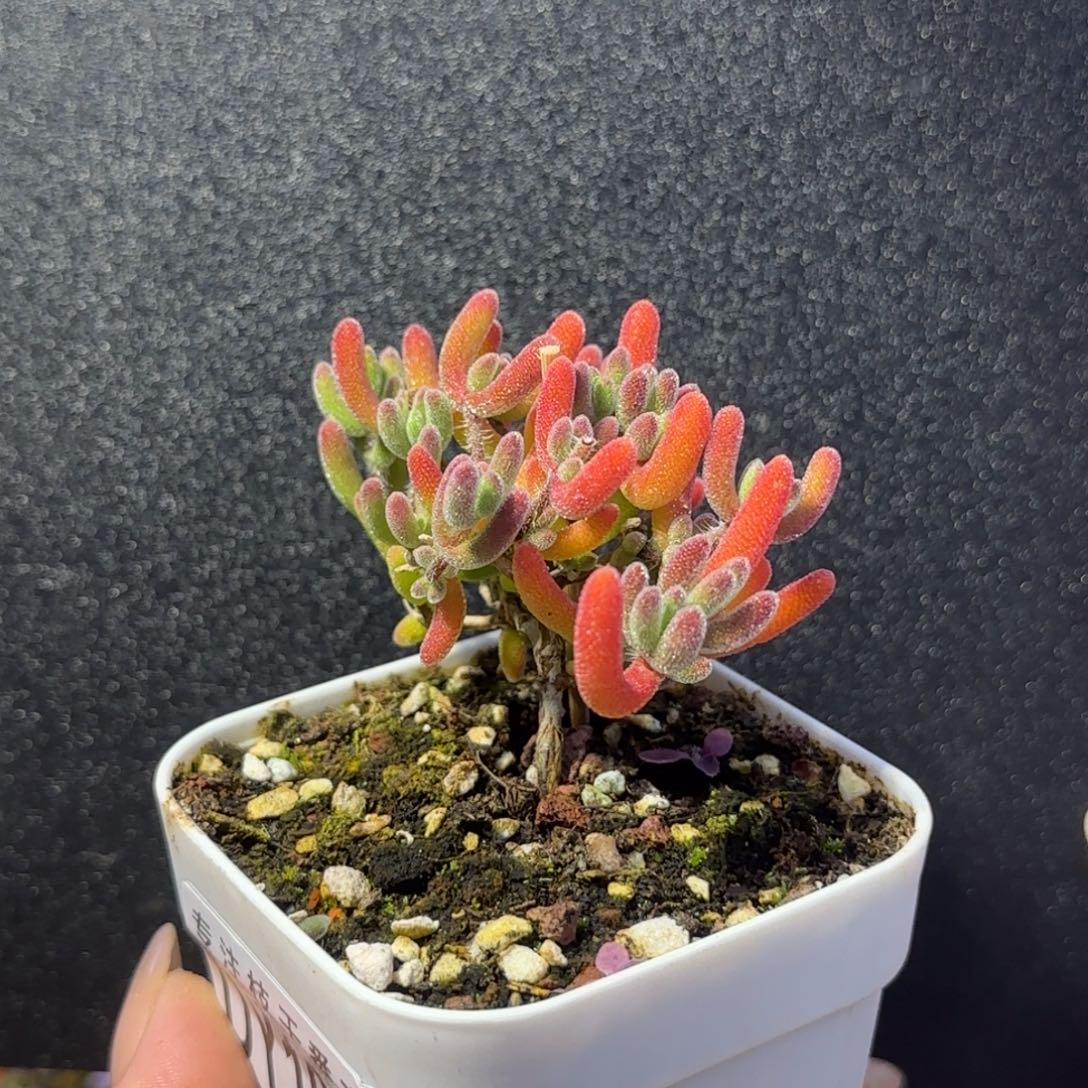 dy1029晶莹直杆一物一拍