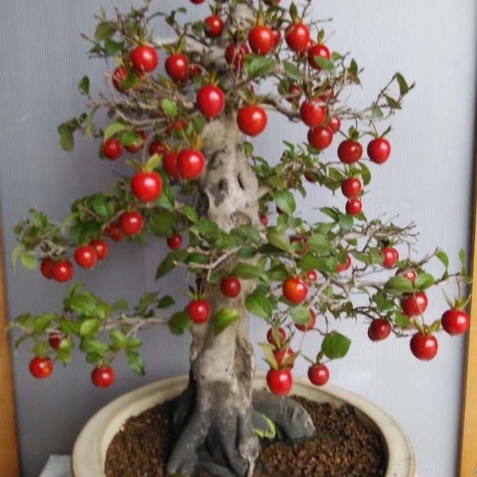 老鸦柿熟桩大型绿植