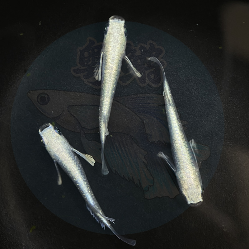 2级福利 (短鳍天使种鱼2对)