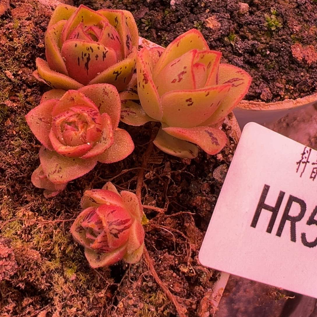 HR501开播福利四个小min