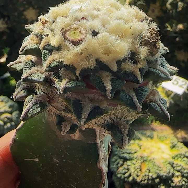 黑牡丹和763仙人球