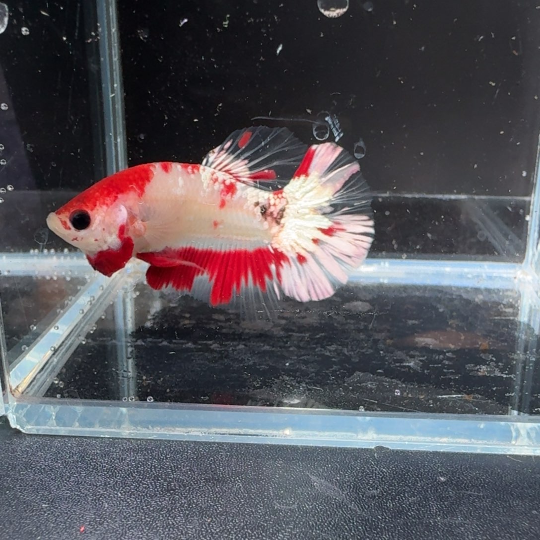 海水鱼18号拍品印尼斗鱼