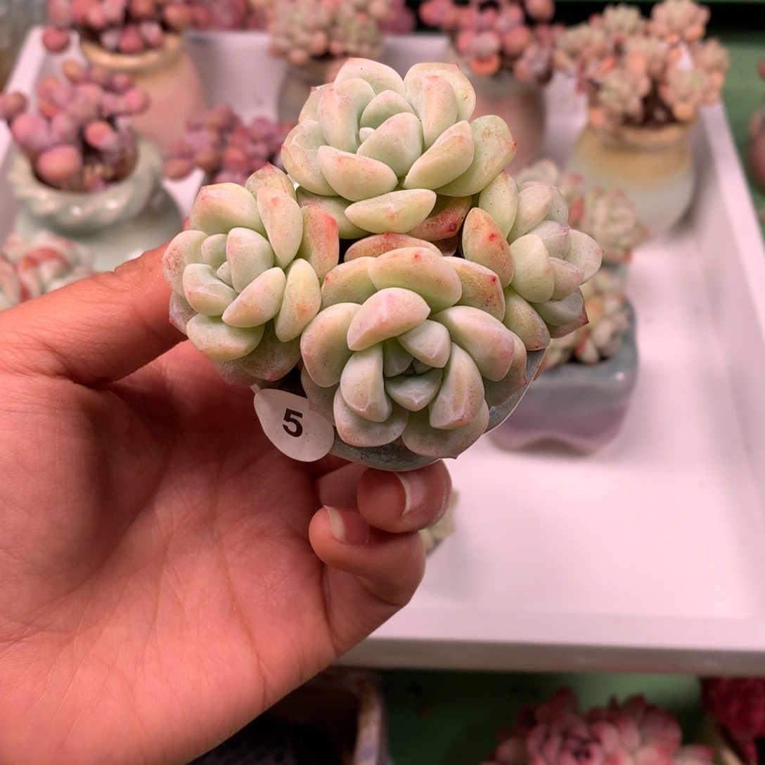精品冰玉群一物一拍