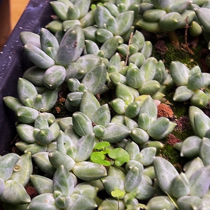 10棵美人系多肉植物