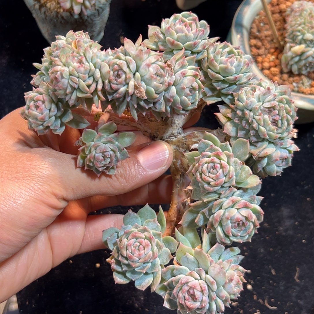 新年快乐 新年快乐