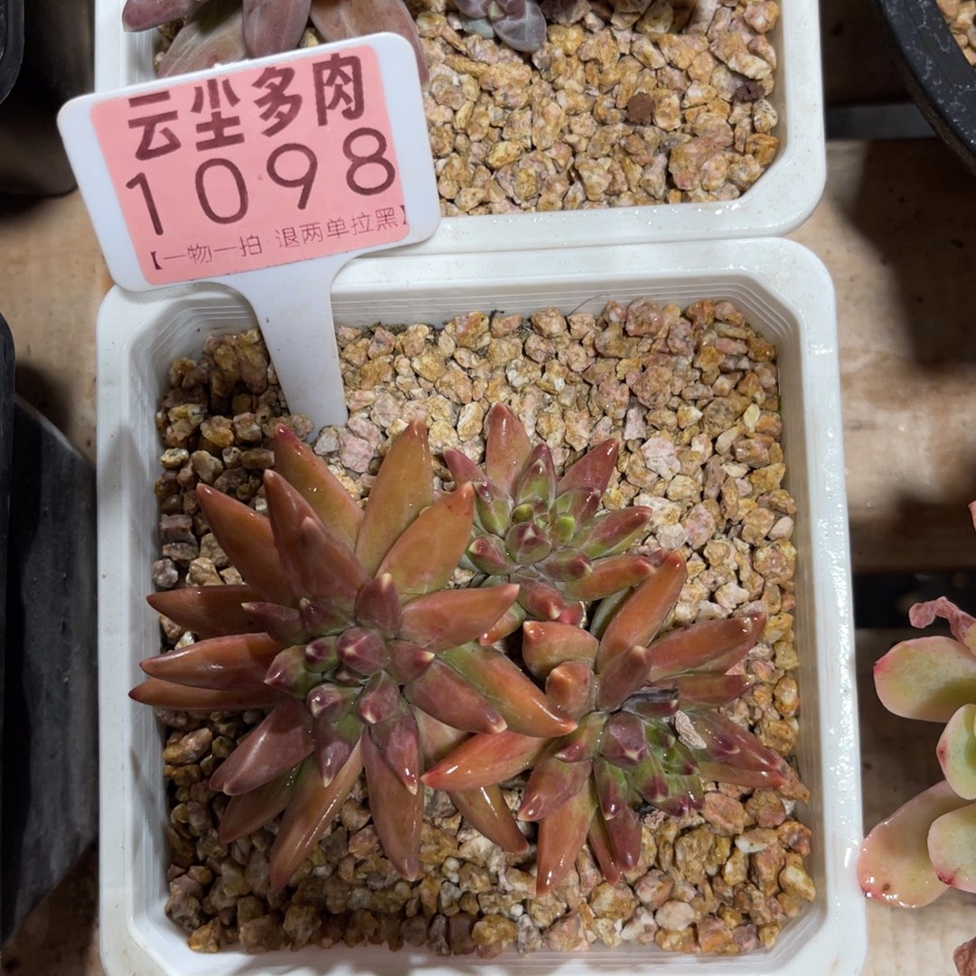 一***蛋云尘多肉一物一拍1098，