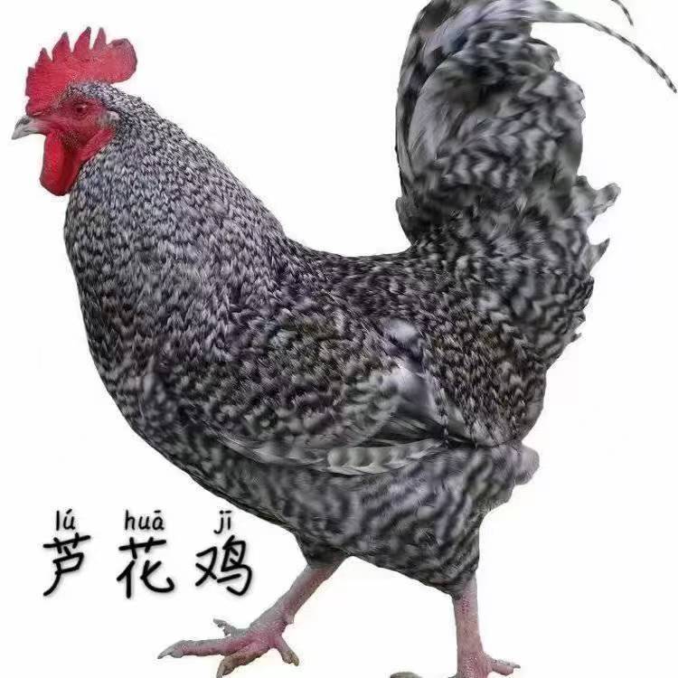 汶上芦花鸡2个月散养绿壳蛋鸡生鲜整只发货6只