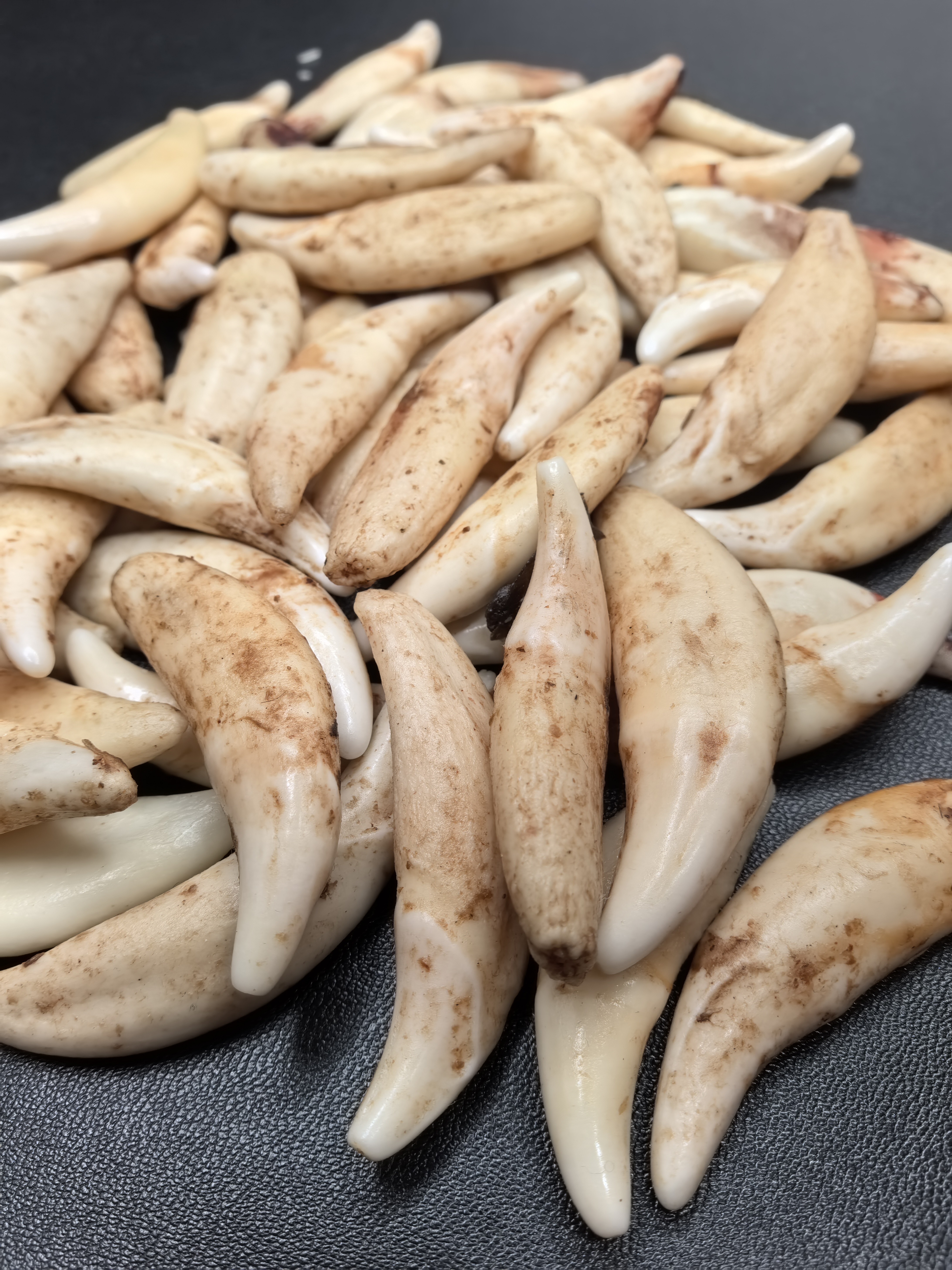 非金属布艺吊坠 直播间一物一拍【NO退NO换】真黑狗牙儿童红绳手链