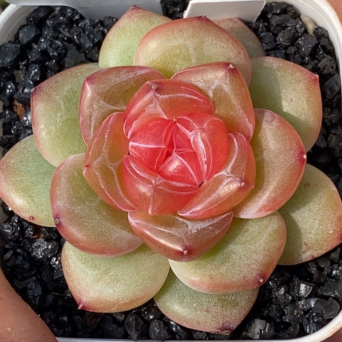 天官赐福百无禁忌