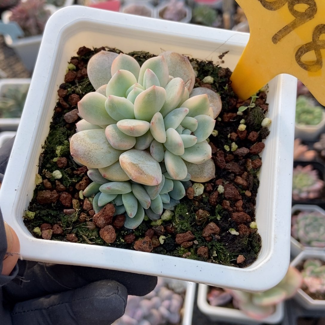 2098梦露锦多肉植物