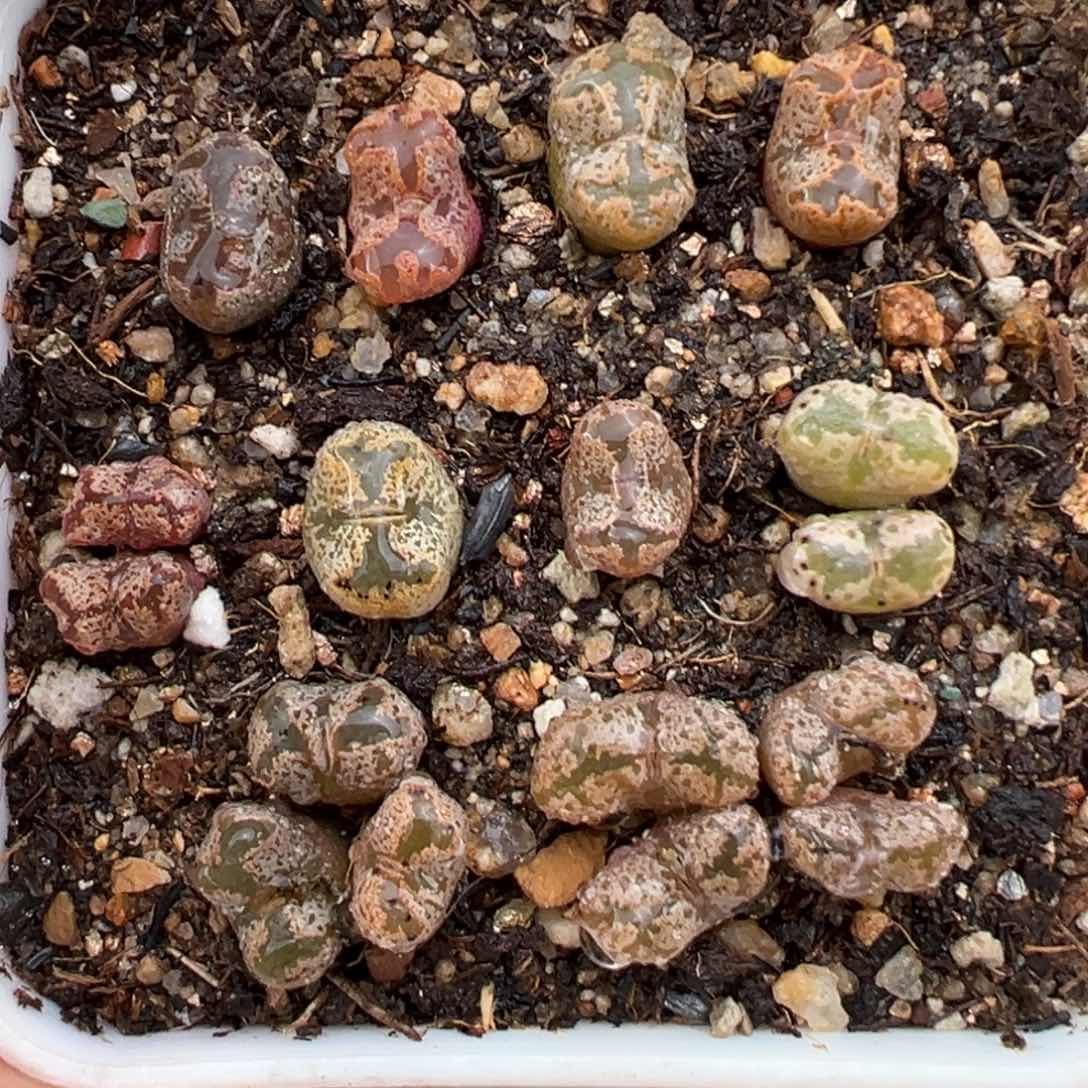 2.13好看的多肉318