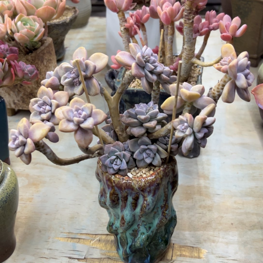 淡雪28 零零多肉植物