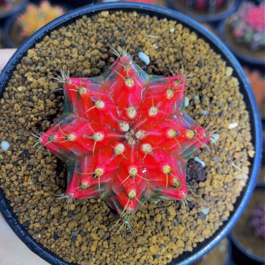 米哈星球00000000000886