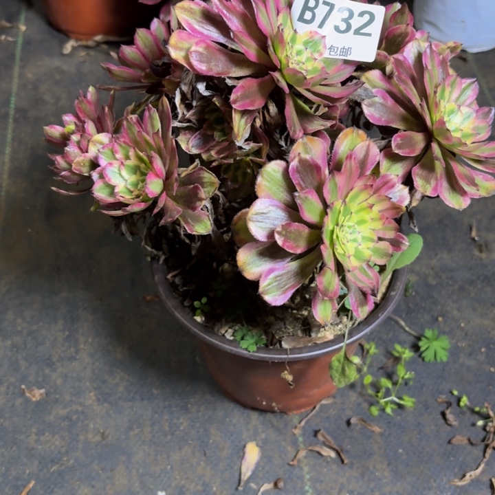 瑞妈，。。。。。。732。黄花梨。