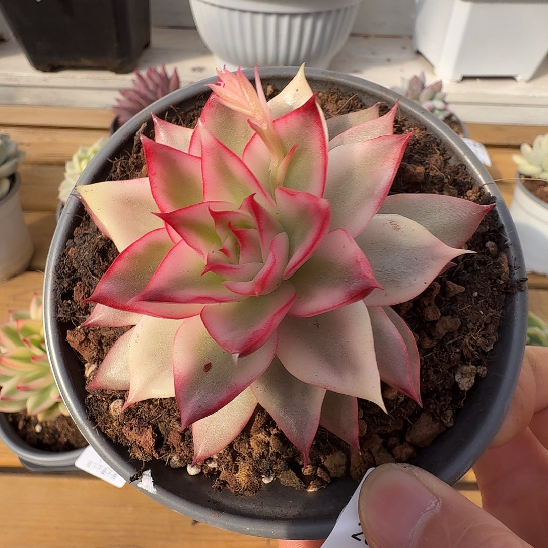 吉赛尔宽锦111212-140