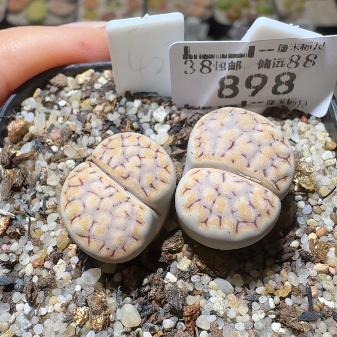 Sss精品便宜了898