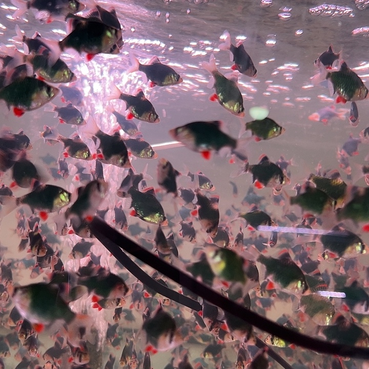 海水鱼绿虎皮3.5-4cm8条+2条备损