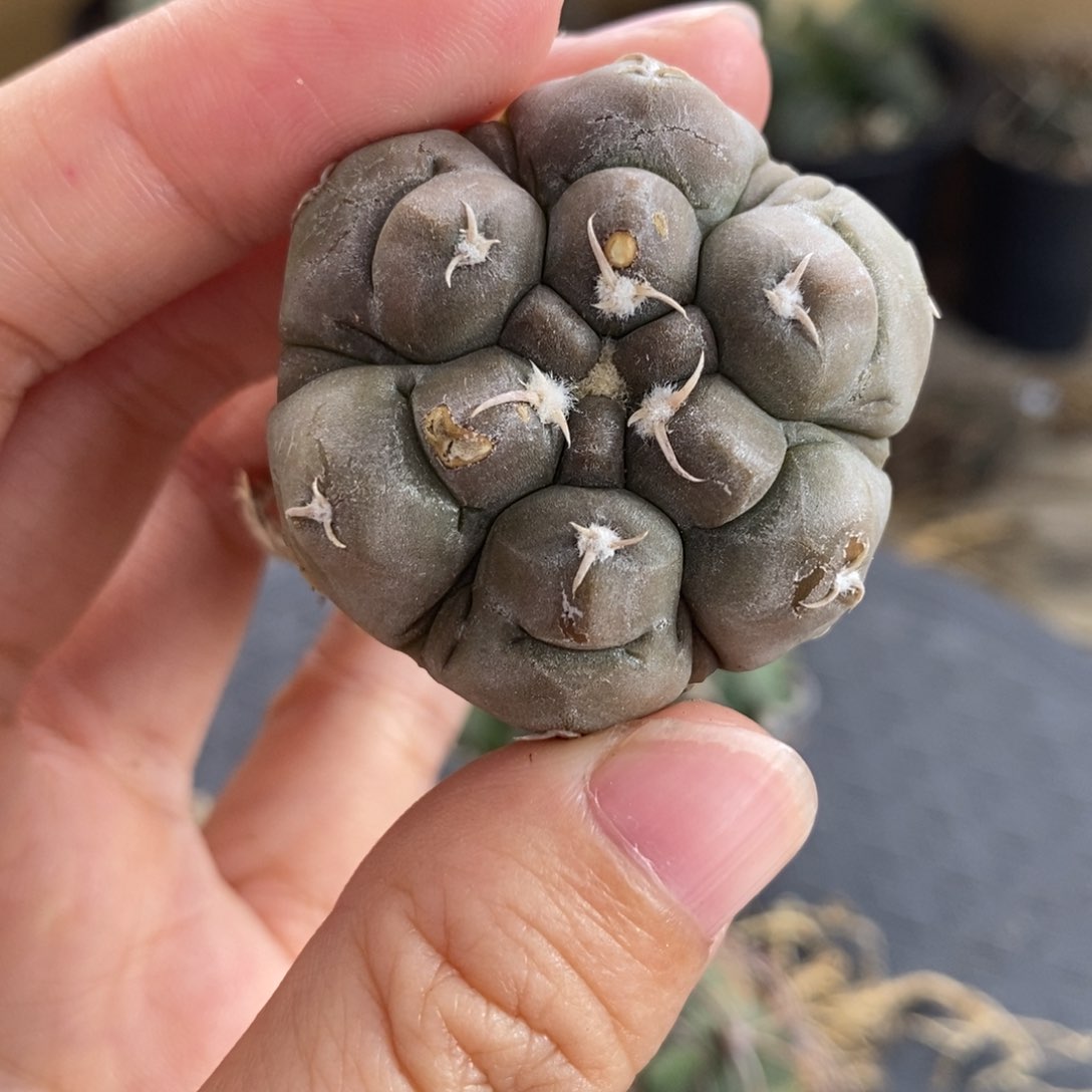 复棱铅皮植播园艺