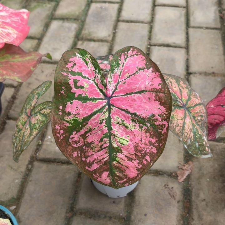 泰国彩叶芋05-0824