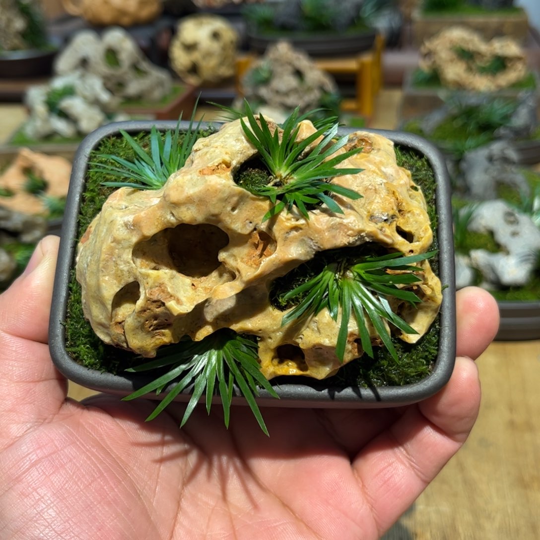 a***n紫砂花盆➕附石菖蒲