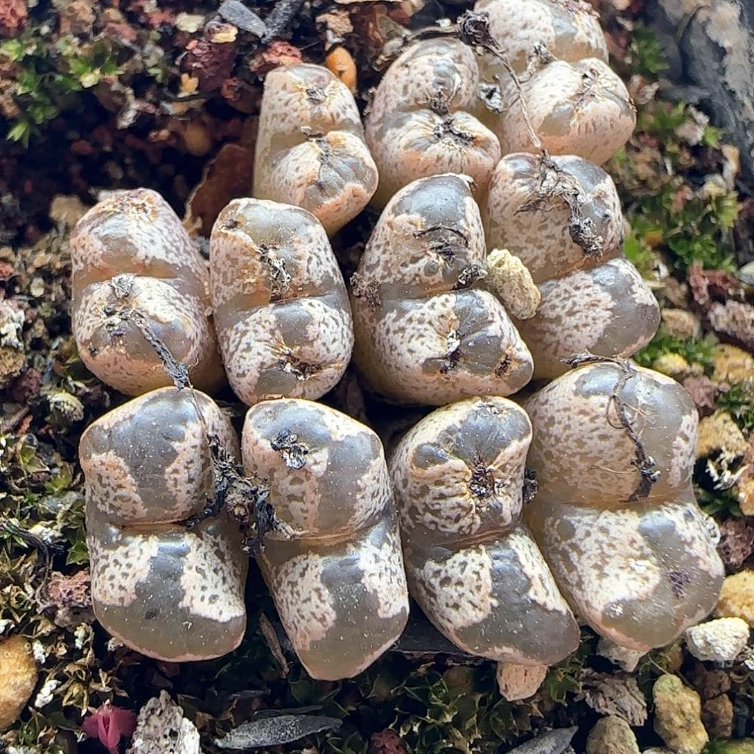 脱土年后发货24632