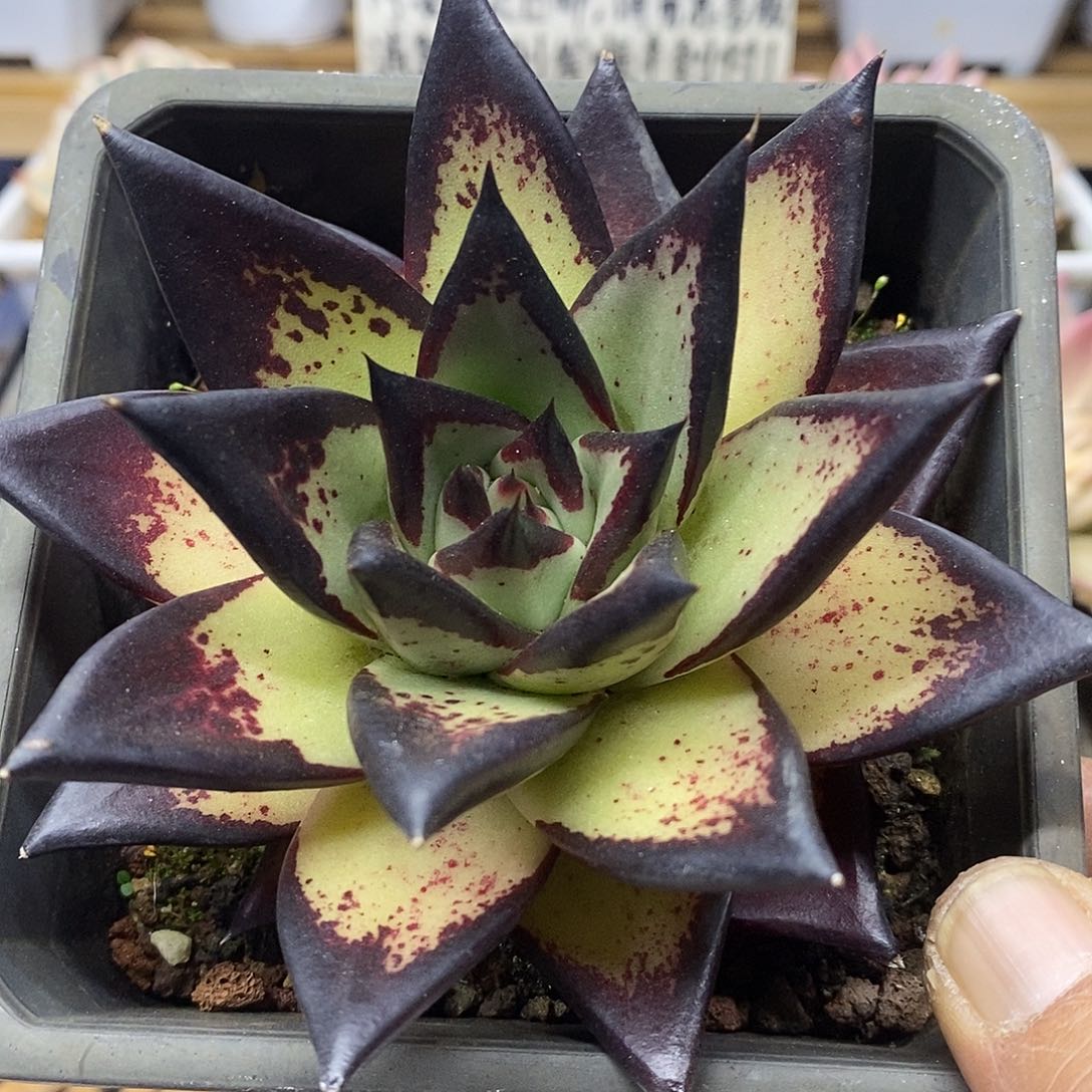 0278 状态乌木 需延时发货