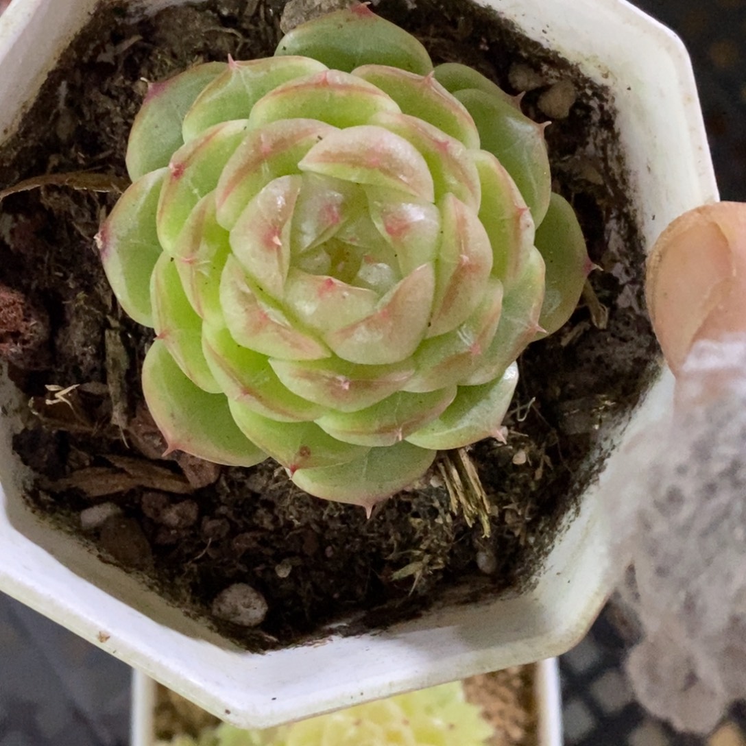 精品多肉一物一拍不包整362