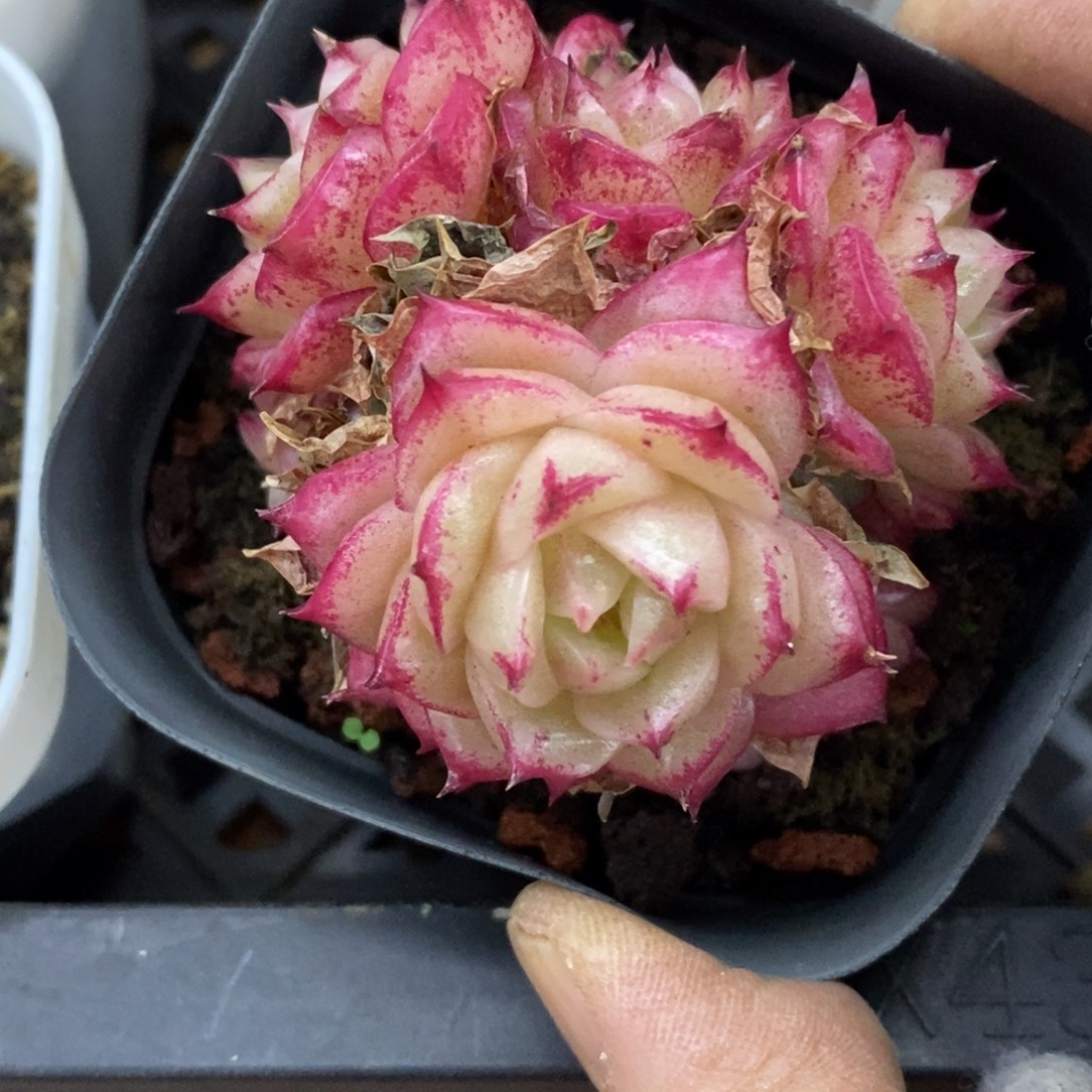 精品多肉一物一拍不包整135