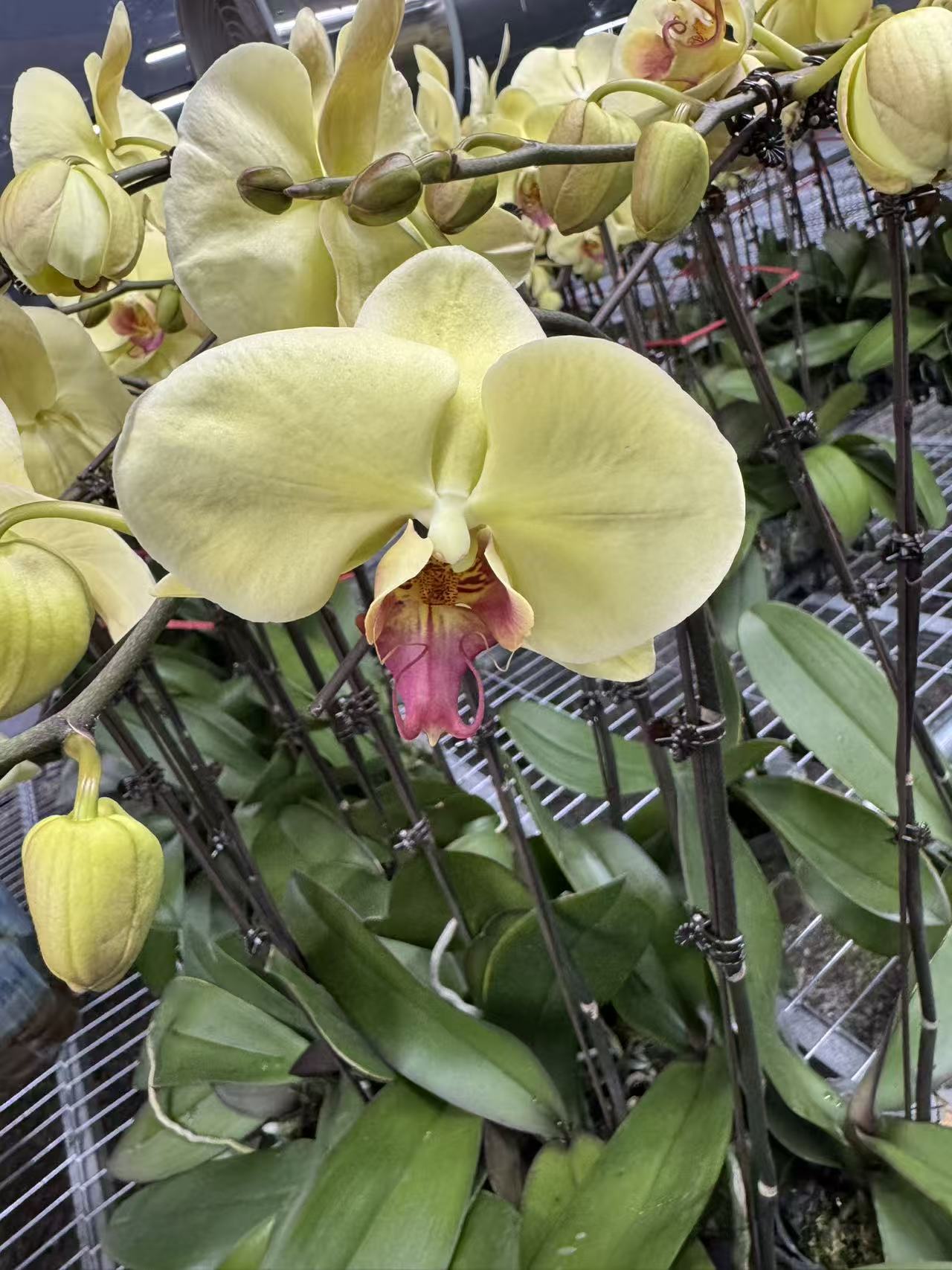 花之恋【金塔】蝴蝶兰鲜花