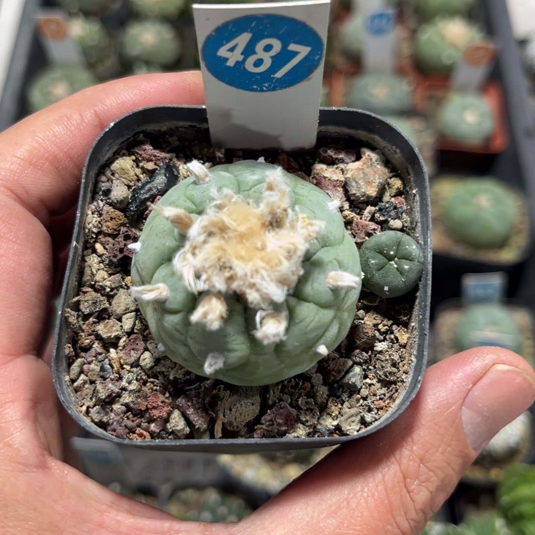 487实生仙人球带盆带土