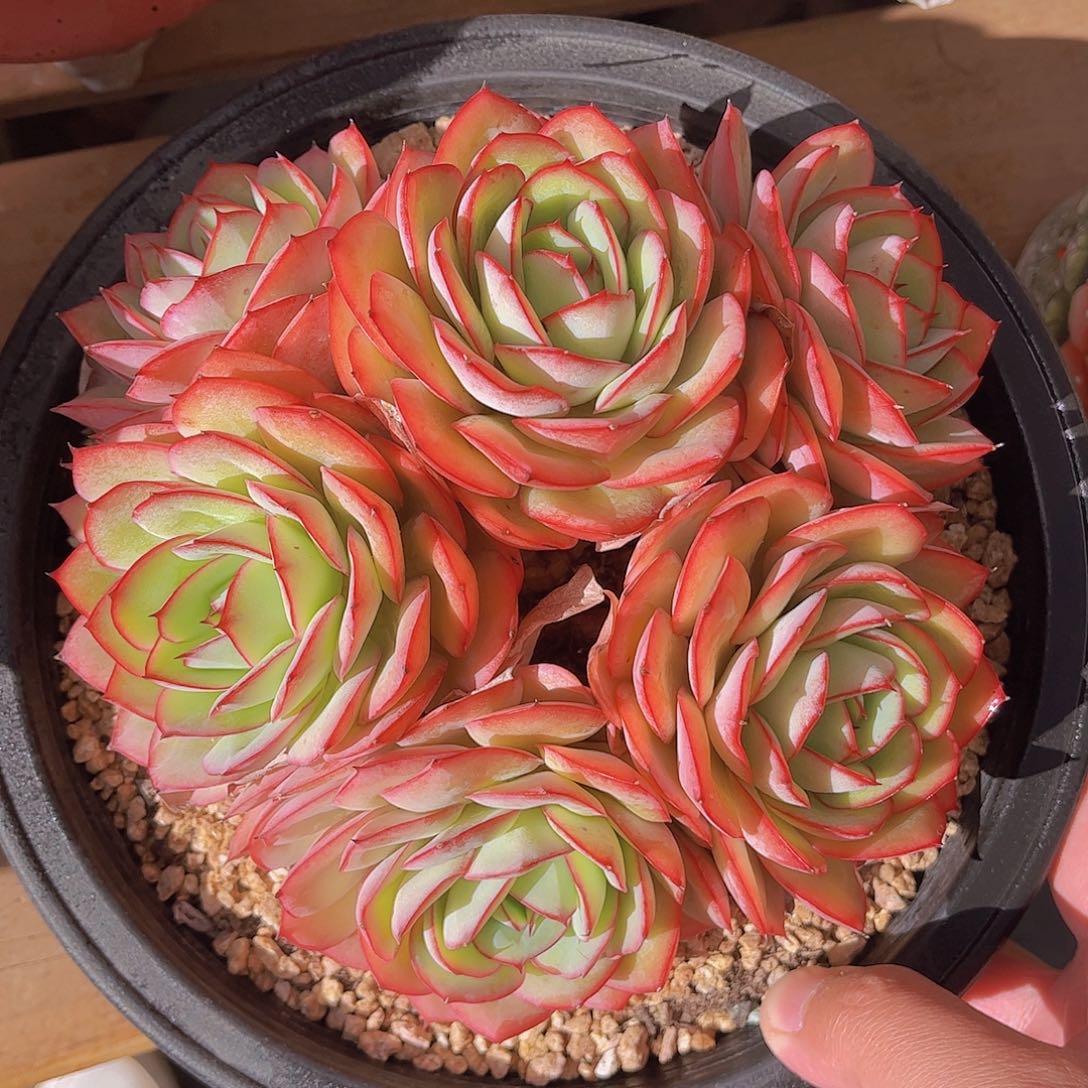 极品牡丹亭老桩多肉