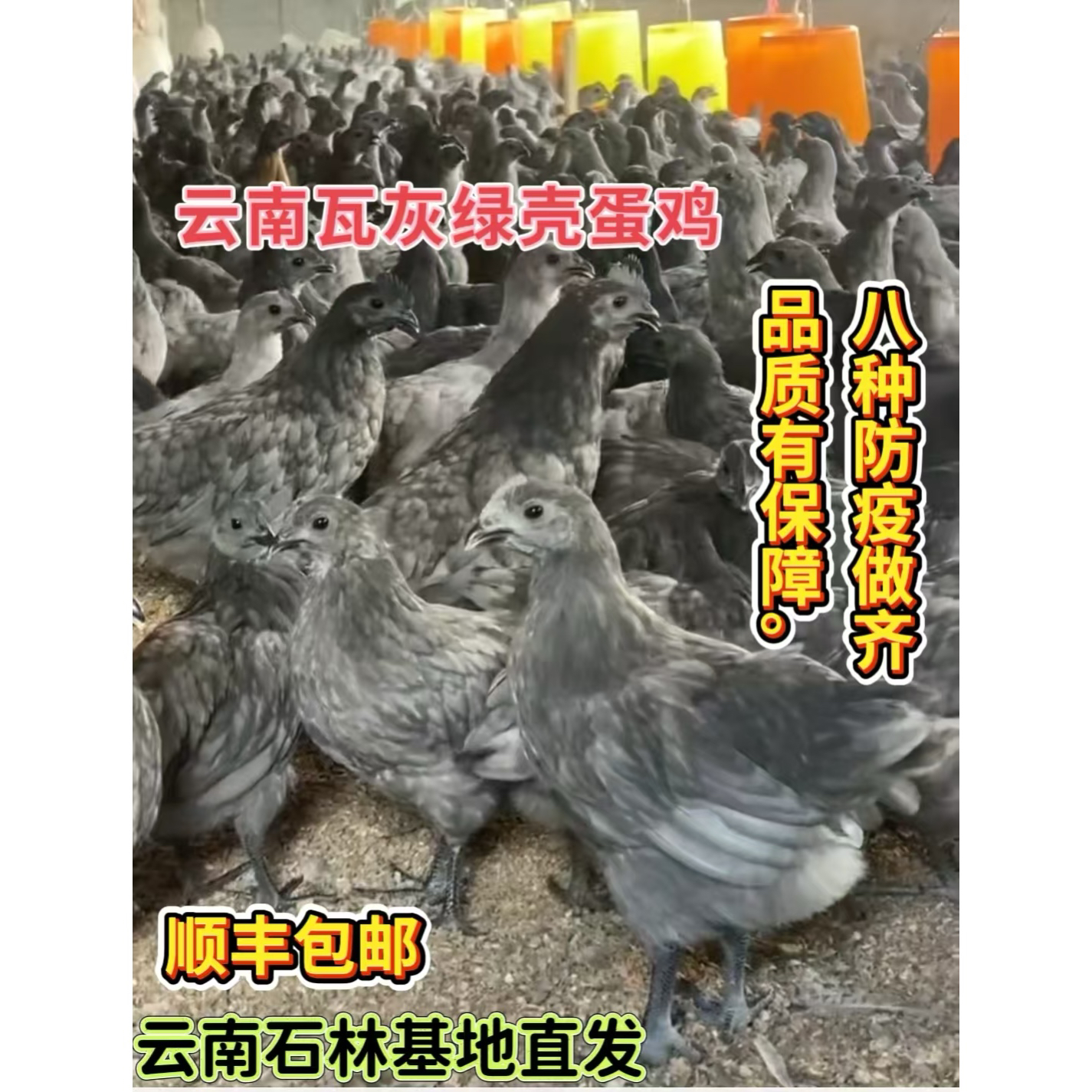 宠物鸡瓦灰绿壳蛋鸡900g左右云南发货