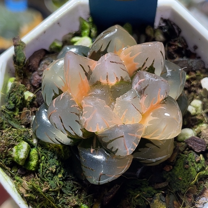 628完美大叶水中月锦