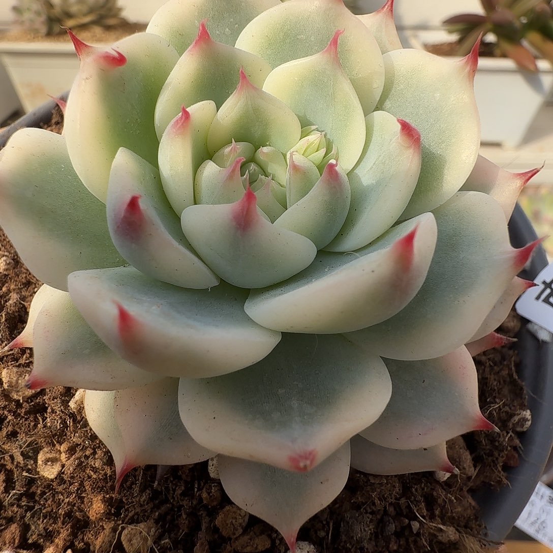 吉娃娃锦11111102-128