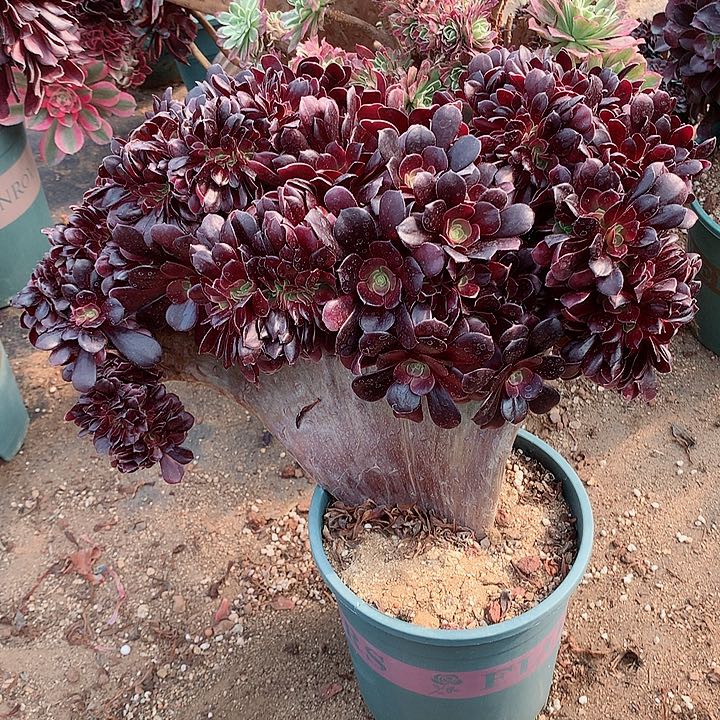 欧缀化脱土发货啊