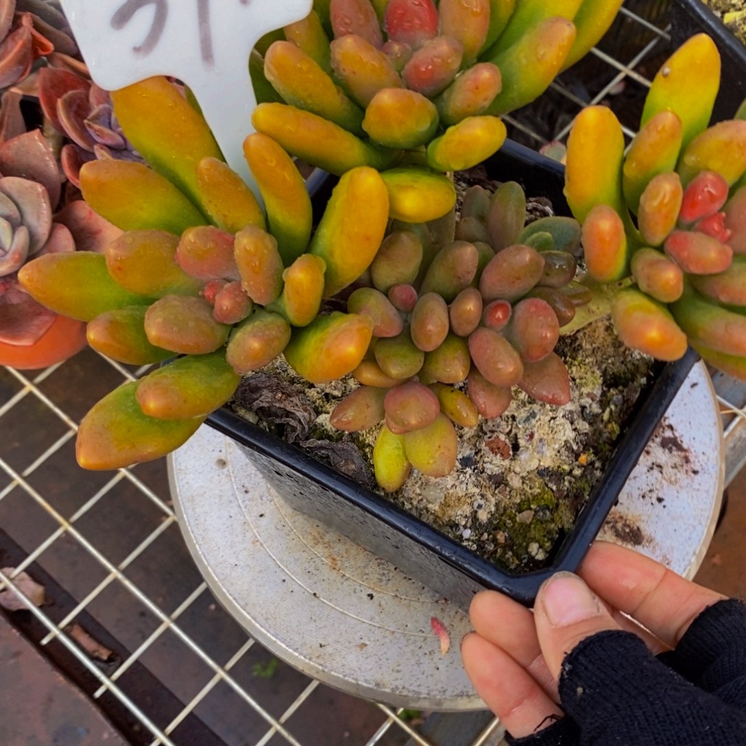 芒果奶371。        