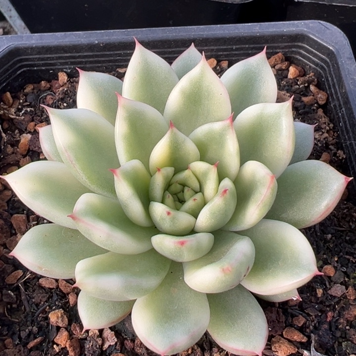 落雁锦一物一拍锦龙