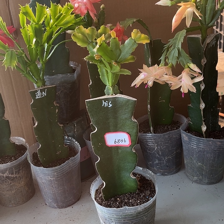 缘***生当前无花栽培后可以开花his